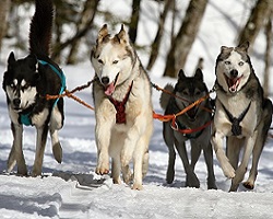 chien de traineau seminaire alpes pyrenees neige